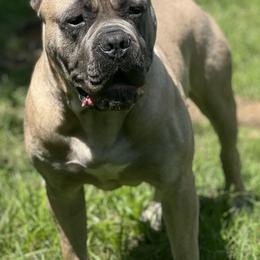 Cane Corso from Midwest Cane Corso