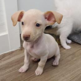 Cameron - Cream and white male Chihuahua puppy in Mesa, Arizona from Sun Valley Chihuahuas & Malinois