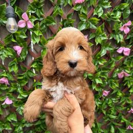 Colby - Red male Australian Labradoodle puppy in Orange, California from Little Kingdom Doodles