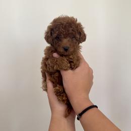 Goldendoodle and Poodle Puppies from Luxipawspoodlesanddoodles