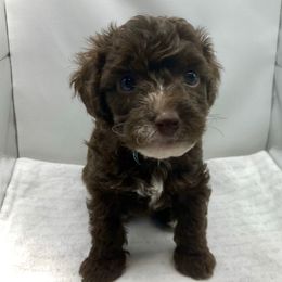 Honey (Blue) - Chocolate female Yorkipoo puppy in Martin, Tennessee from Danza Bolo