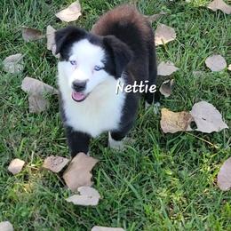 Nettie - Black & white female Australian Shepherd puppy in Waxhaw, North Carolina from Cane Creek Aussies
