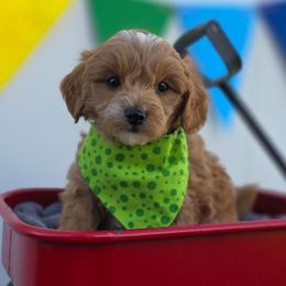 Jude - Apricot male Goldendoodle puppy in Payson, Utah from Missy Doodles