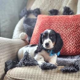 AKC Meet Chandler :) - Piebald male Dachshund puppy in Centerville, Iowa from Barnyard Dachshunds, Dals & Doodles