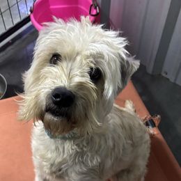 Meara - Soft Coated Wheaten Terrier