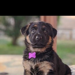 German Shepherd Puppies from Flussufer German Shepherds