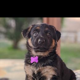 German Shepherd Puppies from Flussufer German Shepherds