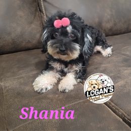 Maltipoo puppies from Logan's Perfect Puppies