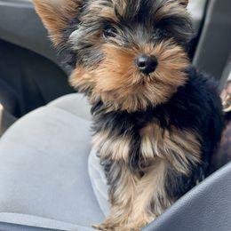 Yorkshire Terrier Puppies from TX Yorkies
