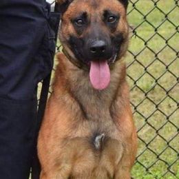 Belgian Malinois and Dutch Shepherds from Cavalier K9
