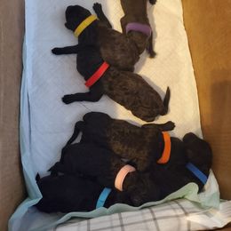 Bernedoodle, Labrador Retriever, and Poodle Puppies from Storm K9 Kennels