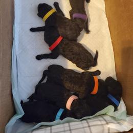 Bernedoodle, Labrador Retriever, and Poodle Puppies from Storm K9 Kennels
