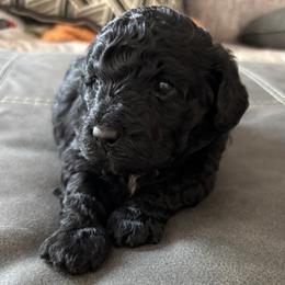 Oscar - Black phantom male Aussiedoodle puppy in Box Elder, South Dakota from LuckyDoodles