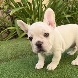 French Bulldogs from FrenchieOnTheGreen