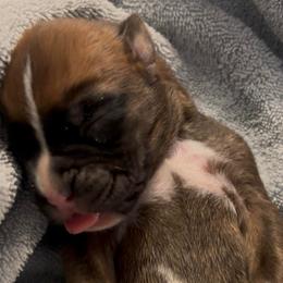 Boy 1 - Fawn male Boxer puppy in Graham, Washington from Precious Paws Boxer puppies in WA