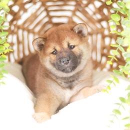 Takara - Red Girl - Red female Shiba Inu puppy in Neosho, Missouri from Sunny Terrace Shibas