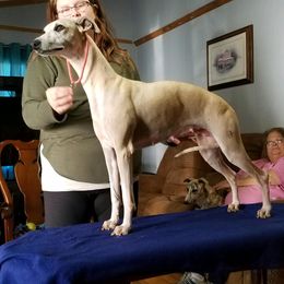 Morgan - Whippet