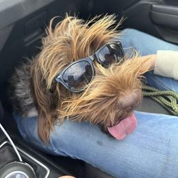 Dino - Wirehaired Pointing Griffon