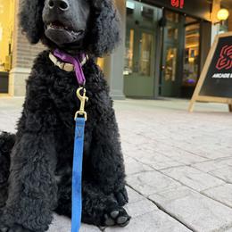 White - Blue male Poodle puppy in Sioux Falls, South Dakota from Risa Poodles