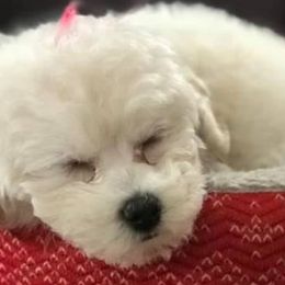 Maltese, Maltipoos, and Shih Tzus from Puddlejumpers