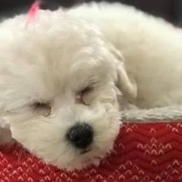 Maltese, Maltipoos, and Shih Tzus from Puddlejumpers