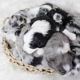 Aussiedoodle and Goldendoodle Puppies from Skyridge Doodles