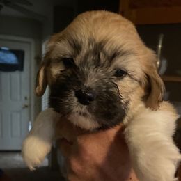 Mr Wilson - Brindle male Lhasa Apso puppy in Fort Worth, Texas from Sheri's Lhasa Apso Puppies