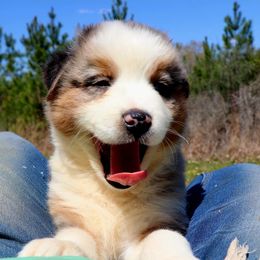 Miniature Australian Shepherd Puppies from AussiesRus