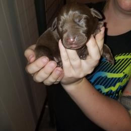 Labrador Retriever Puppies from Copper Creek Outfitters and Kennel