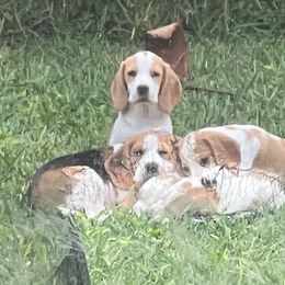 Beagle puppies from Macushla Beagles