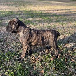Orange - Black brindle male Cane Corso puppy in Opelousas, Louisiana from Azelees Cane Corso