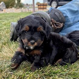 Leia - Phantom female Bernedoodle puppy in Ogden, Utah from Salty Point Doodles