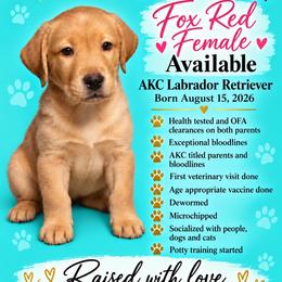 Remi - Yellow female Labrador Retriever puppy in Wittmann, Arizona from AM Labradors