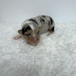 Girl 2 - female Pembroke Welsh Corgi puppy in Hillsville, Virginia from Bonderosa Kennels