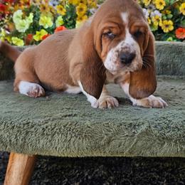 Purple Girl Ginger - Mahogany and white female Basset Hound puppy in Foley, Alabama from Jubilee Basset Hounds
