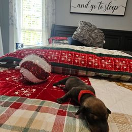 Jingles - Red male Dachshund puppy in Queen Creek, Arizona from Wigglebutts Miniature Dachshund Az