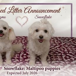Maltipoo puppies from Cowgirl's Legacy Maltipoos