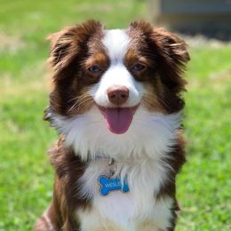 Wezley - Toy Australian Shepherd
