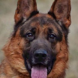 OhGee - German Shepherd