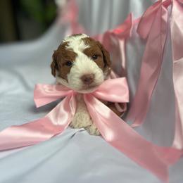 Caramel - Red  female Poodle puppy in Monterey, Tennessee from Cumberland Companions