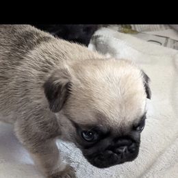 French Bulldog and Pug Puppies from Russell's Pugs and Frenchies