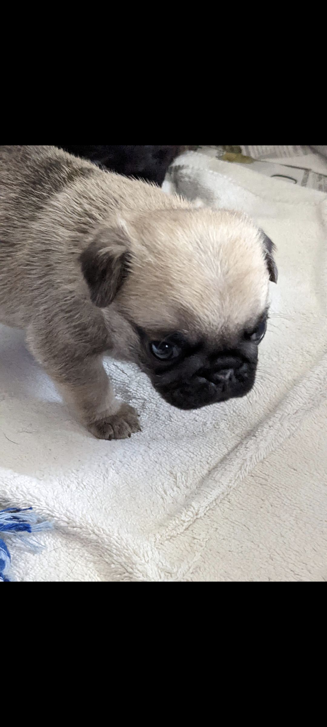 25 cute Pug puppies for sale in Buffalo, New York | Good Dog