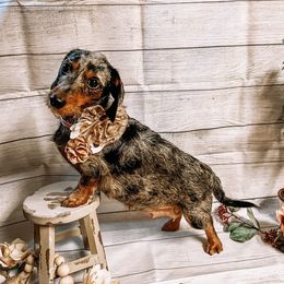 Keena - Dachshund