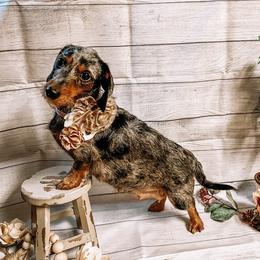 Keena - Dachshund