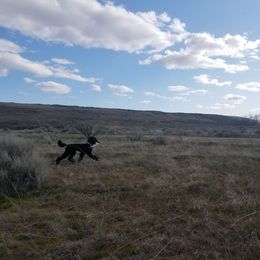 German Shorthaired Pointer and Poodle All Grown Up from Misfire