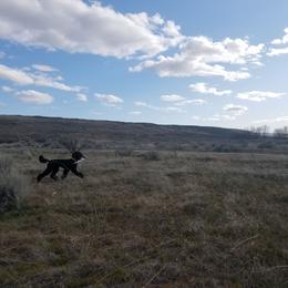 German Shorthaired Pointer and Poodle All Grown Up from Misfire