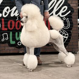 Aslan - Poodle