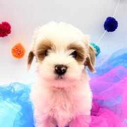 Ozzie - Red male Australian Labradoodle puppy in Estacada, Oregon from Pine Lodge Labradoodles
