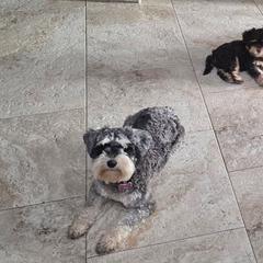 Miniature Schnauzers from Home Grown Schnauzers