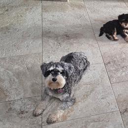 Miniature Schnauzers from Home Grown Schnauzers